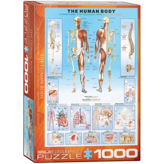 Puzzle Eurographics Le corps humain 1000 pièces Puzzle Eurographics Le corps humain 1000 pièces