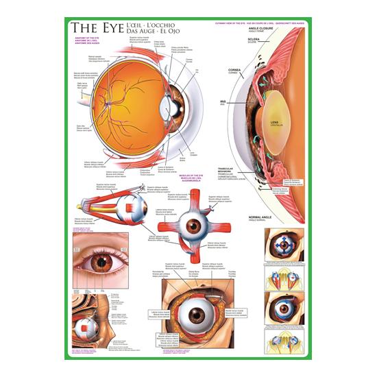 Eurographics Puzzle L'Oeil 1000 pièces