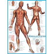 Eurographics Puzzle Le système musculaire 1000 pièces