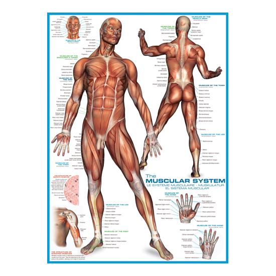 Eurographics Puzzle Le système musculaire 1000 pièces