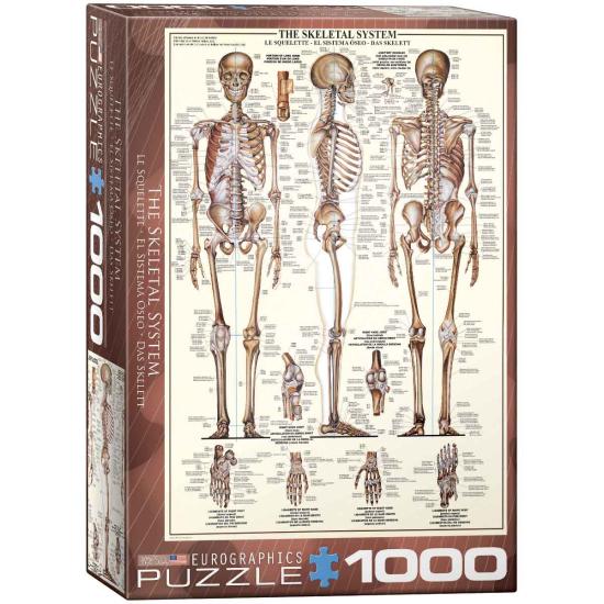 Puzzle Eurographics Le système squelettique 1000 pièces