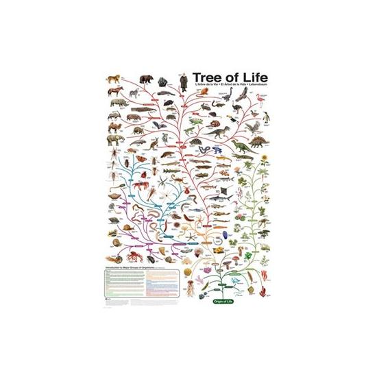 Puzzle 1000 pièces Eurographics Evolution