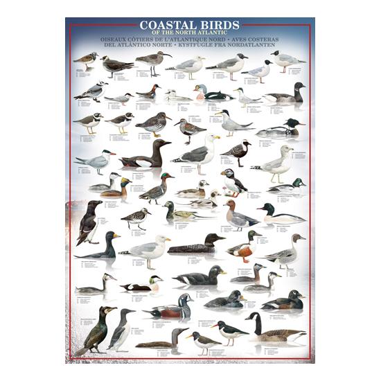 Eurographics Puzzle Oiseaux de rivage de l'Atlantique Nord