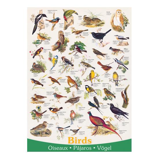 Eurographics Oiseaux Puzzle 1000 pièces