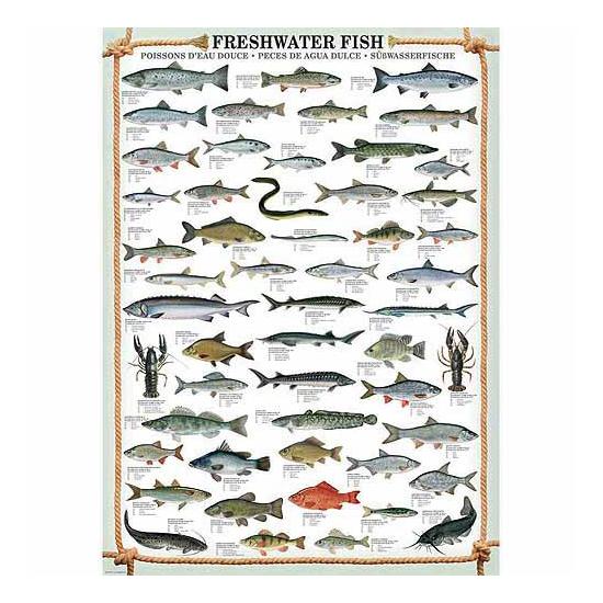 Eurographics Puzzle Poisson d'eau douce 1000 pièces