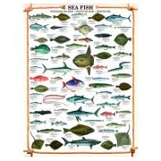 Puzzle 1000 pièces poisson d'eau salée Eurographics