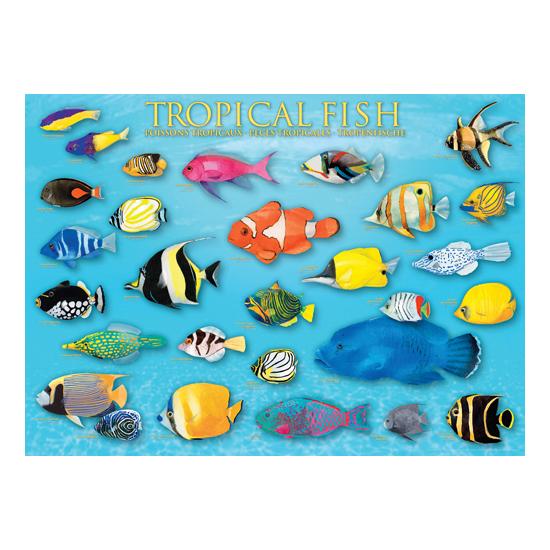 Eurographics Puzzle Poissons Tropicaux 1000 Pièces