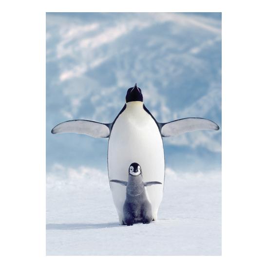 Eurographics Pingouin et bébé Puzzle 1000 pièces