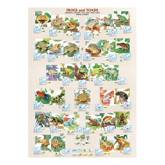 Eurographics Crapauds et Grenouilles Puzzle 1000 pièces