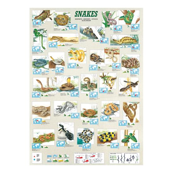 Eurographics Puzzle Serpents 1000 pièces