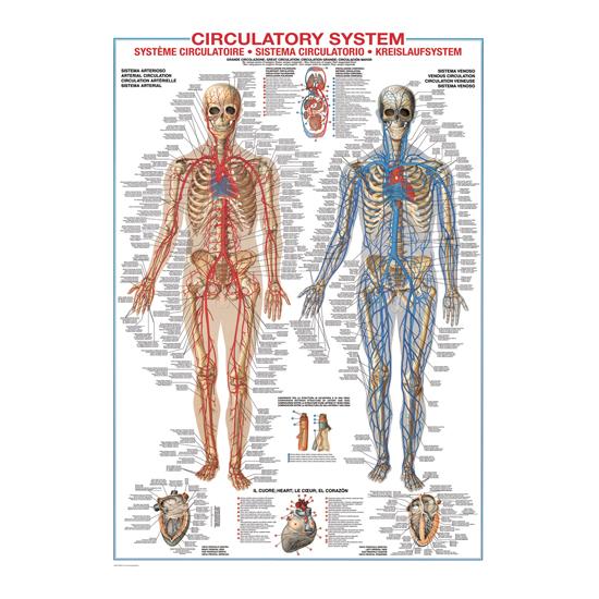 Eurographics Puzzle Système Circulatoire 1000 Pièces