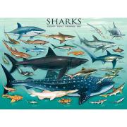 Eurographics Puzzle Requins 1000 pièces