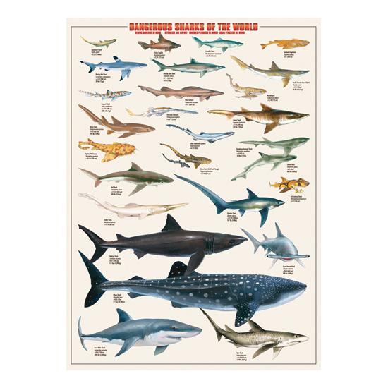 Eurographics Puzzle Requins dangereux du monde 1000 pièces