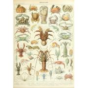 Puzzle Grafika Larousse: Crustacés 1000 Pieces