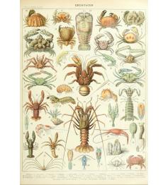 Puzzle Grafika Larousse: Crustacés 1000 Pieces