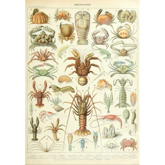 Puzzle Grafika Larousse: Crustacés 1000 Pieces