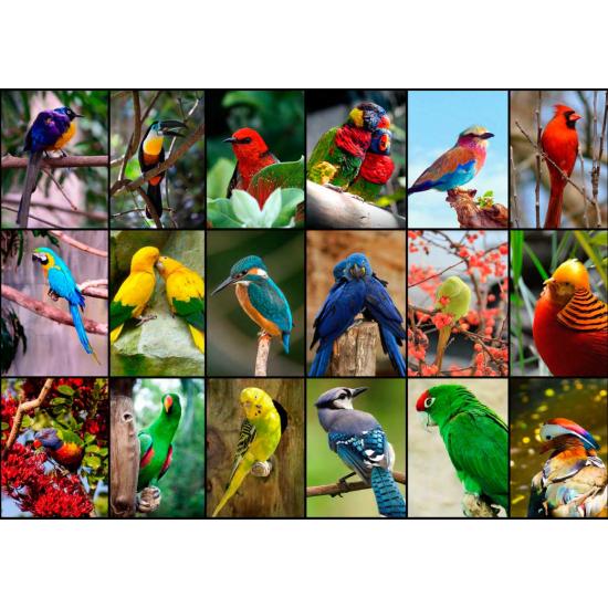 Puzzle Grafika Les Plus Beaux Oiseaux du Monde 1500 Pcs