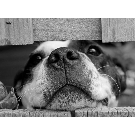 Puzzle Grafika Chiot 2000 Pièces