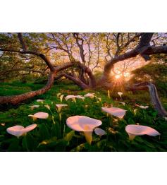Puzzle Heye Magical Forests, Glade of Coves 1000 pièces