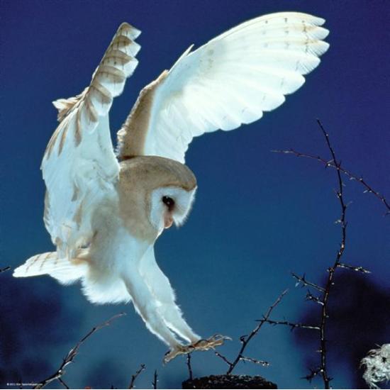 Heye Puzzle Hibou blanc 1000 pièces