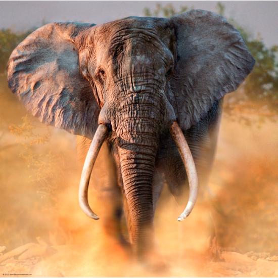 Puzzle Heye Éléphant 1000 pièces