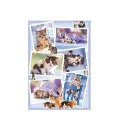 Puzzle Heye Chatons 1000 pièces