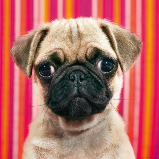 Heye Pékinois Puzzle 1000 pièces