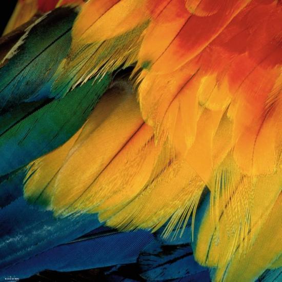 Puzzle 1000 pièces Plumes Heye