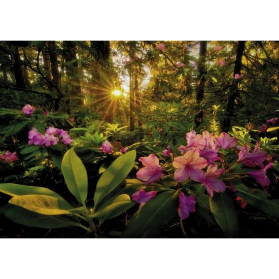 Heye Puzzle Rayons de Soleil dans la Forêt 2000 Pièces