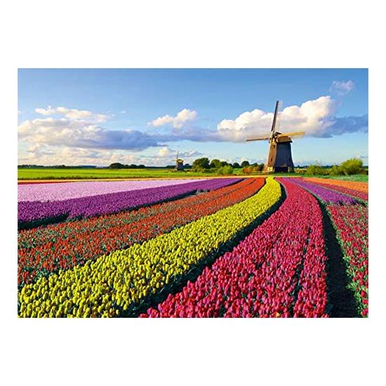 Puzzle Jumbo Champ de tulipes 1000 pièces