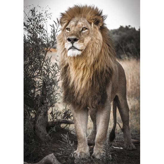 Puzzle géant de 500 pièces Lion fier