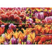 Puzzle géant tulipes hollandaises 1000 pièces