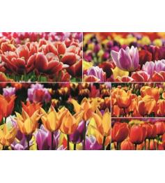 Puzzle géant tulipes hollandaises 1000 pièces