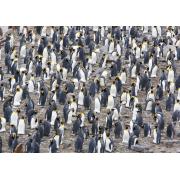 Magnolia King Penguin Colony Puzzle 1500 pièces