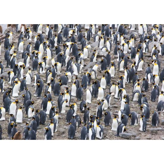 Magnolia King Penguin Colony Puzzle 1500 pièces