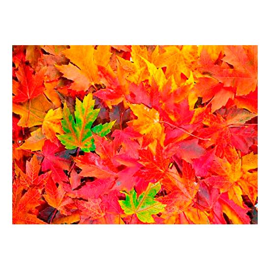 Puzzle 1000 pièces Feuilles d'automne Nova