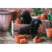 Otter House Puzzle Chiots Bill et Ben 500 pièces