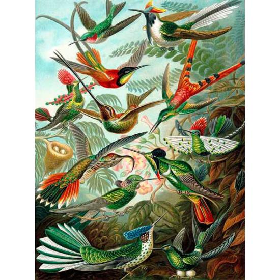 Piatnik Colibris Puzzle 1000 pièces