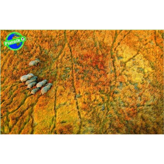 Piatnik Puzzle Éléphants en route 1000 pièces