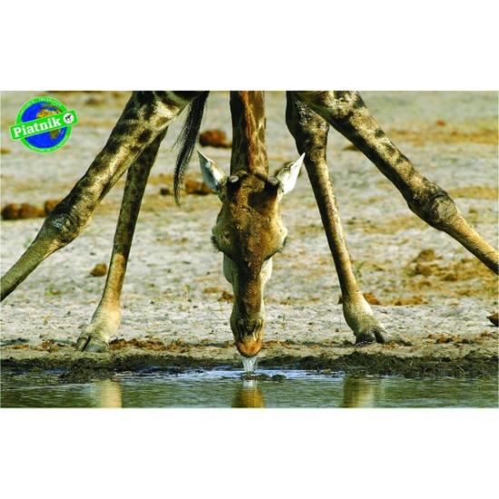 Piatnik Puzzle Girafe qui boit 1000 pièces