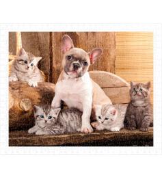 Puzzle Pintoo Petits chatons et un chien 500 pièces