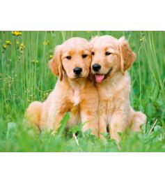 Puzzle Ravensburger Chiots Golden Retriever 500 Pièces
