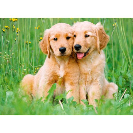 Puzzle Ravensburger Chiots Golden Retriever 500 Pièces