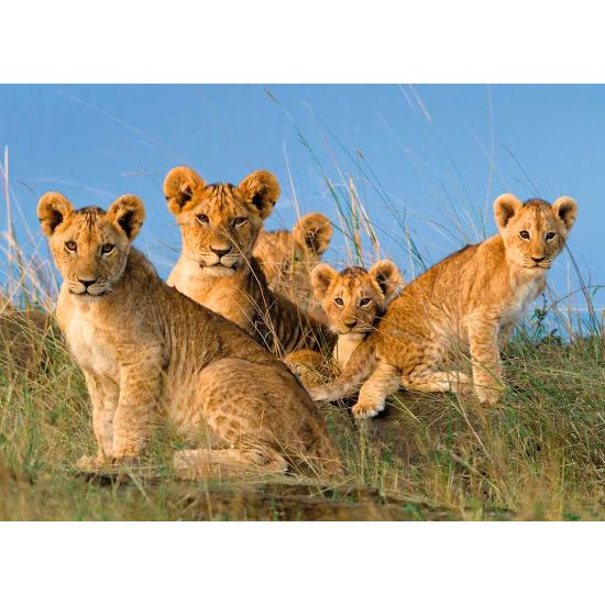 Ravensburger Puzzle Lionceaux, 500 pièces