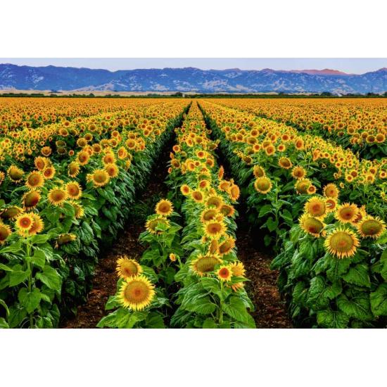Ravensburger Champ de tournesols Puzzle 1000 pièces