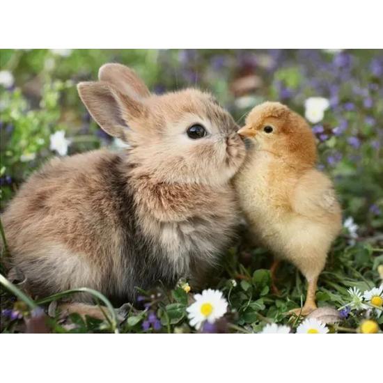 Puzzle Ravensburger Lapin Et Poussins 500 Pièces