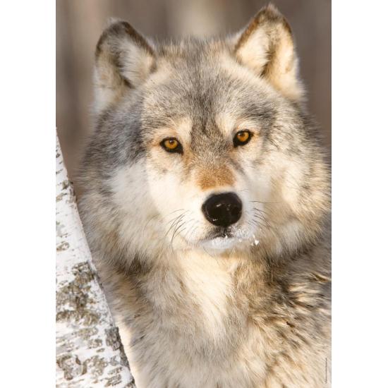 Puzzle Ravensburger Le Loup 1000 pièces