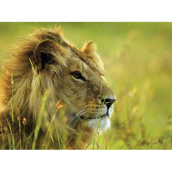 Puzzle Ravensburger Le Roi de la Savane 1500 Pièces