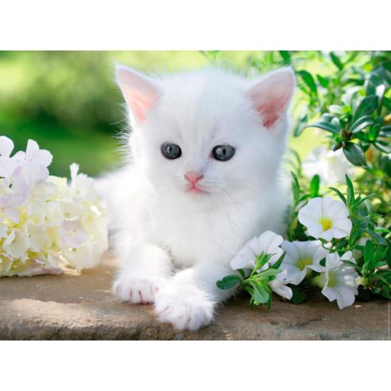 Ravensburger Puzzle Chaton blanc 1500 pièces