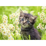 Ravensburger Puzzle Chaton dans le pré 500 pièces